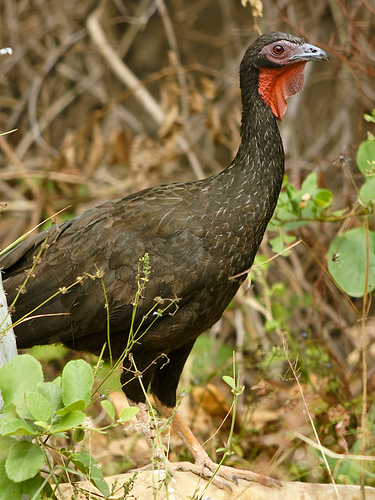 White-winged Guan